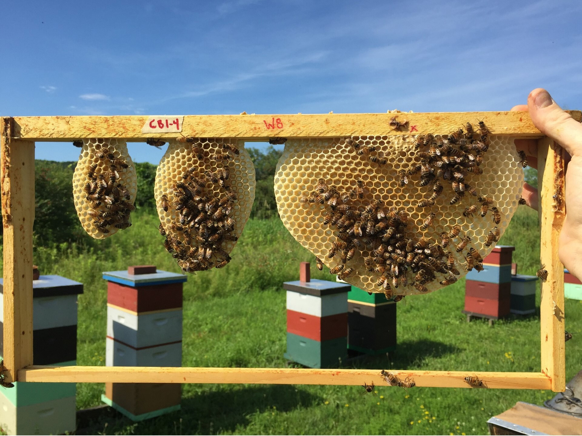 Honeycomb photographed in the field