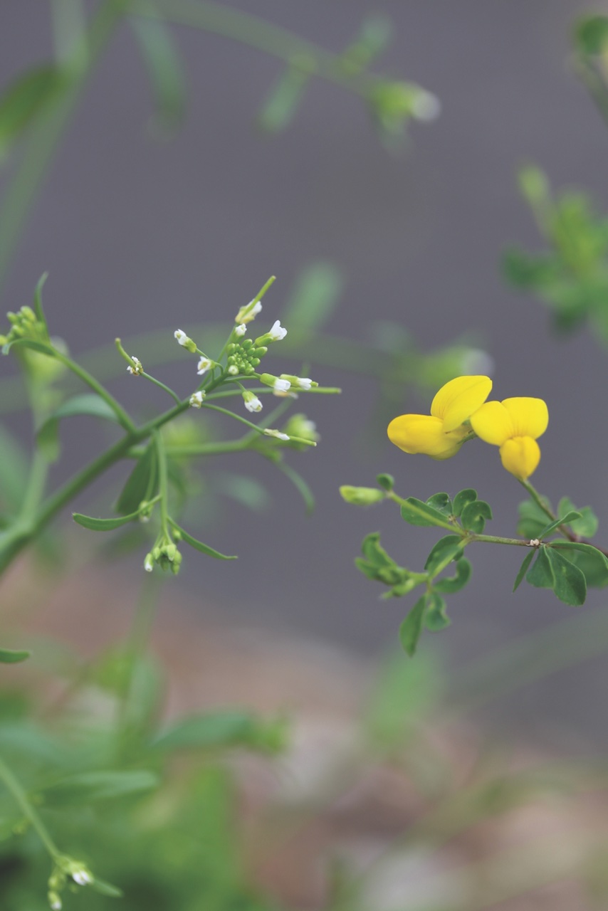 Lotus japonicus and Arabidopsis Thaliana
